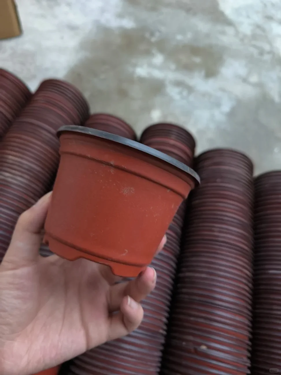 seedling pot